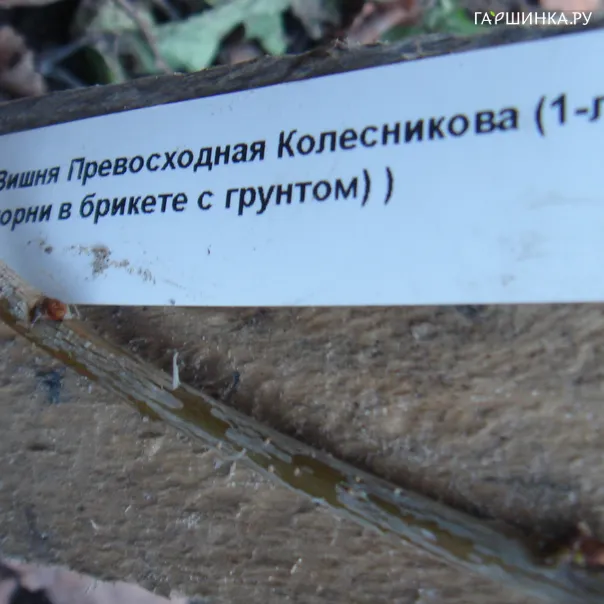 превью изображения отзыва