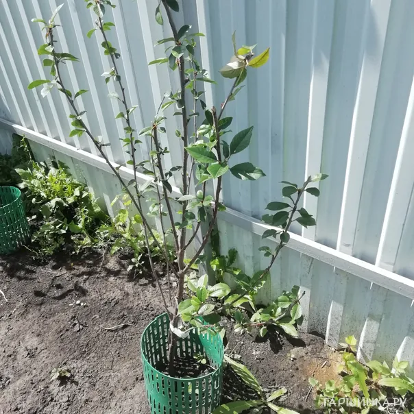 превью изображения отзыва