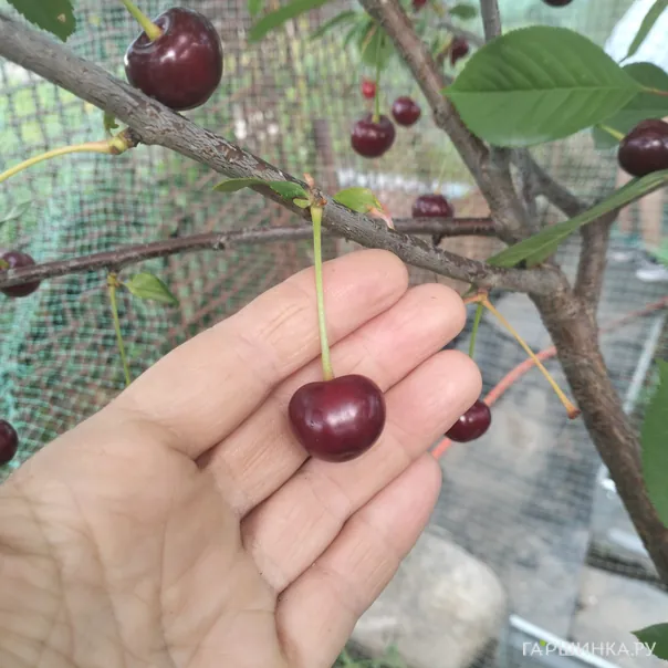 превью изображения отзыва