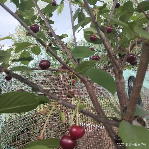 превью изображения отзыва