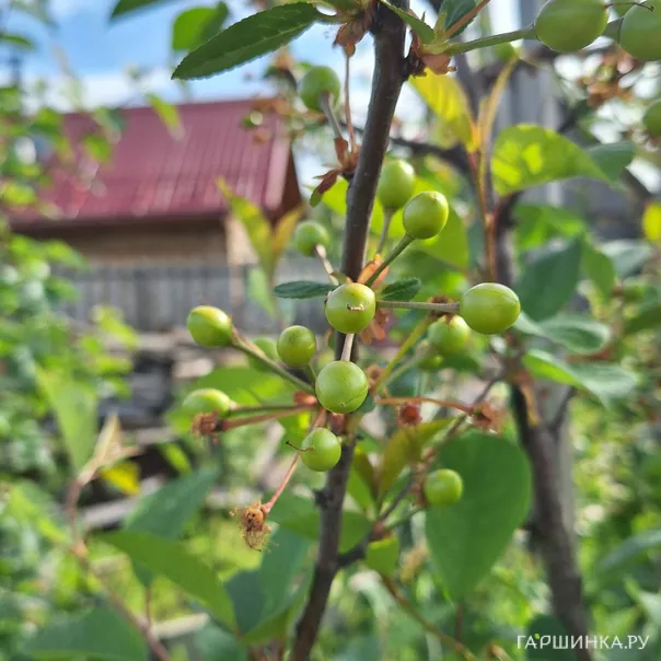 превью изображения отзыва