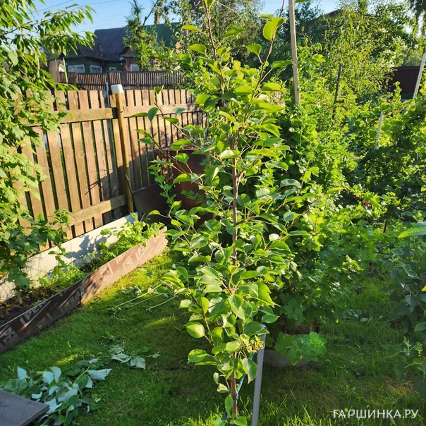 превью изображения отзыва