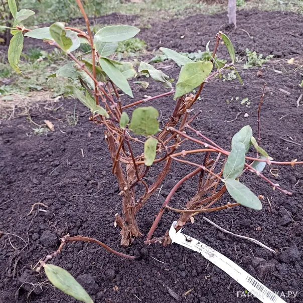 превью изображения отзыва