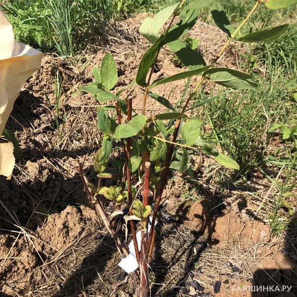 превью изображения отзыва