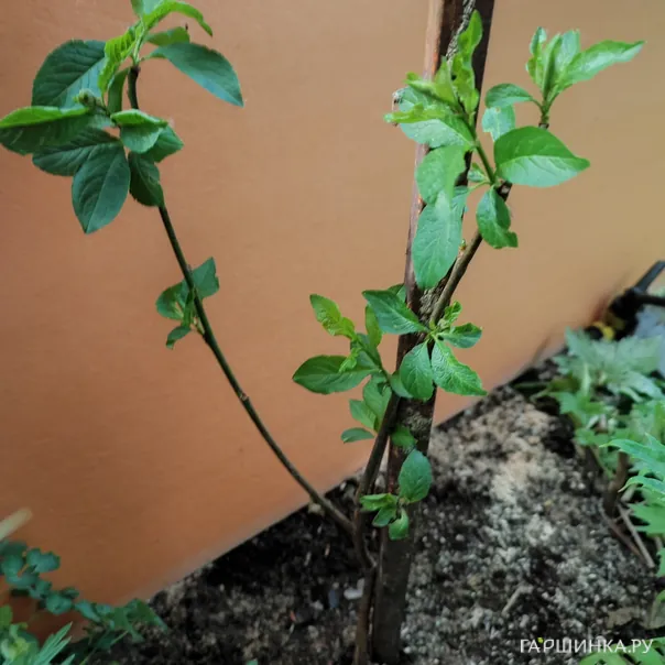 превью изображения отзыва