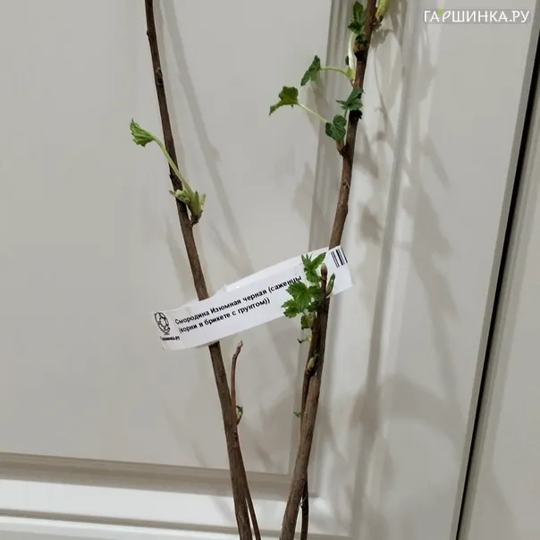 превью изображения отзыва