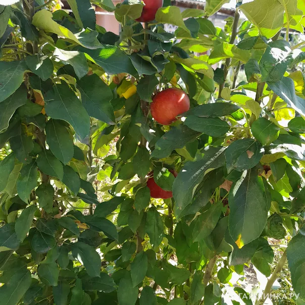 превью изображения отзыва