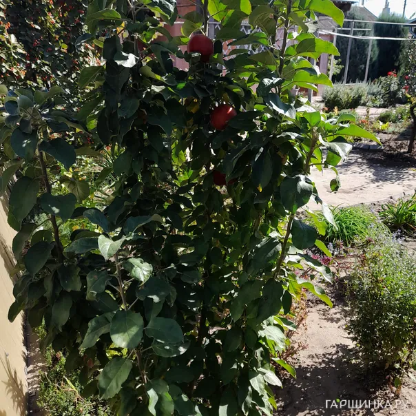 превью изображения отзыва