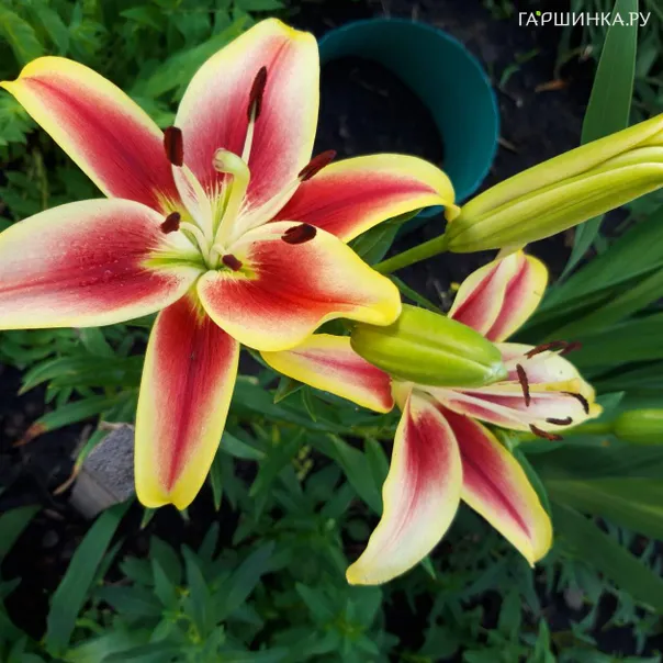 превью изображения отзыва