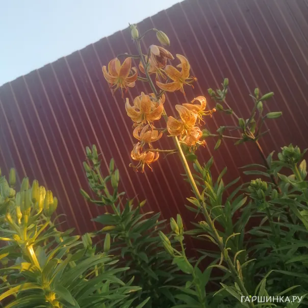 превью изображения отзыва