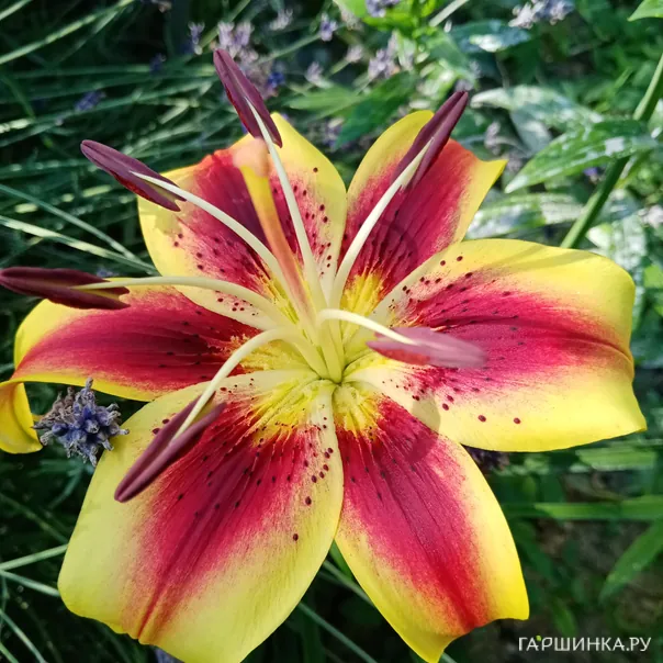 превью изображения отзыва