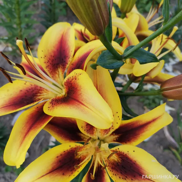 превью изображения отзыва