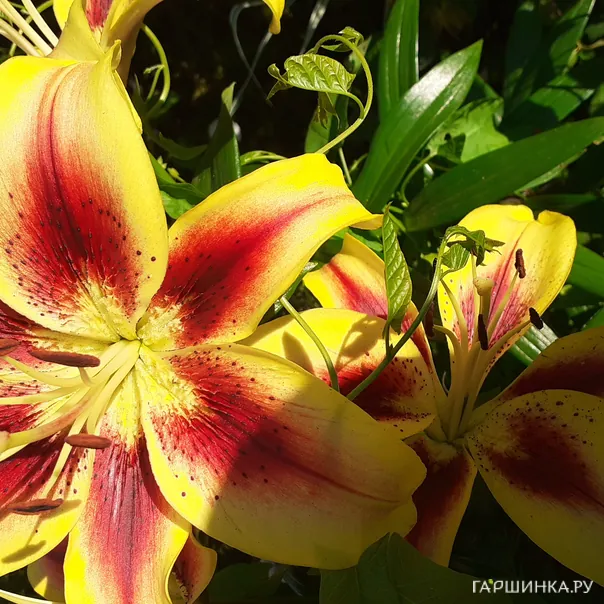 превью изображения отзыва