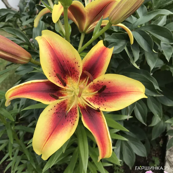 превью изображения отзыва