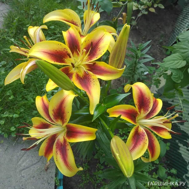 превью изображения отзыва