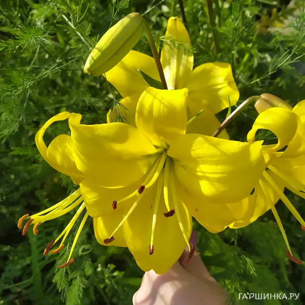 превью изображения отзыва