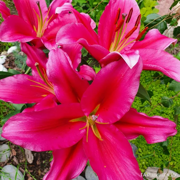 превью изображения отзыва