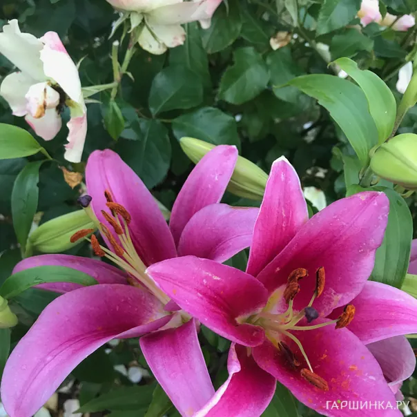 превью изображения отзыва