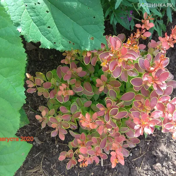 превью изображения отзыва