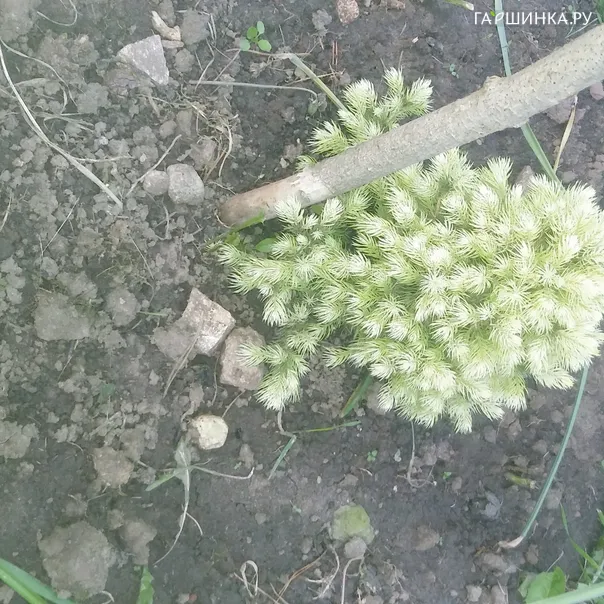 превью изображения отзыва