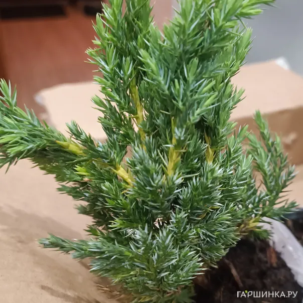 превью изображения отзыва