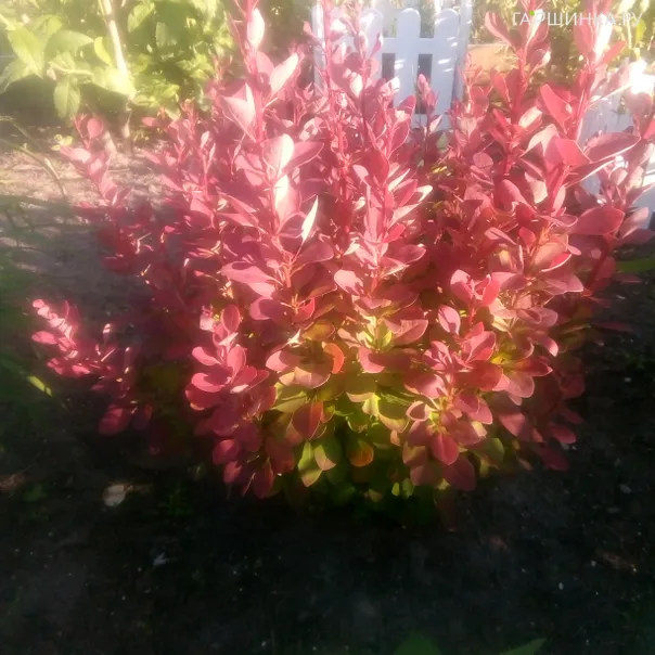 превью изображения отзыва