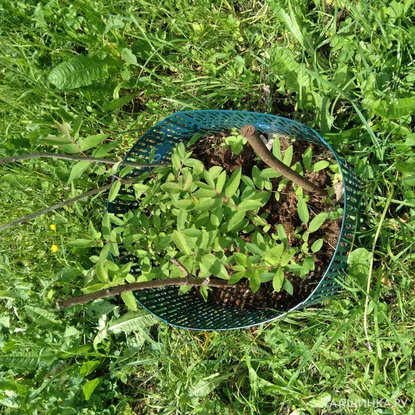 превью изображения отзыва