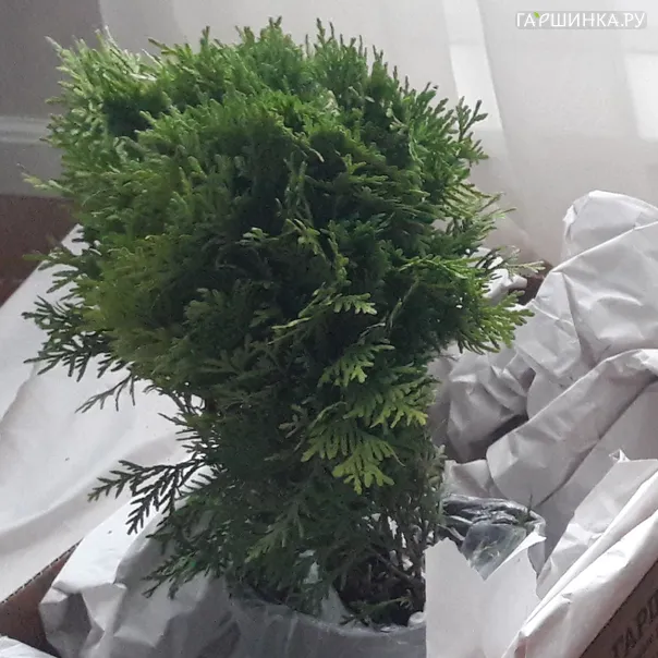 превью изображения отзыва