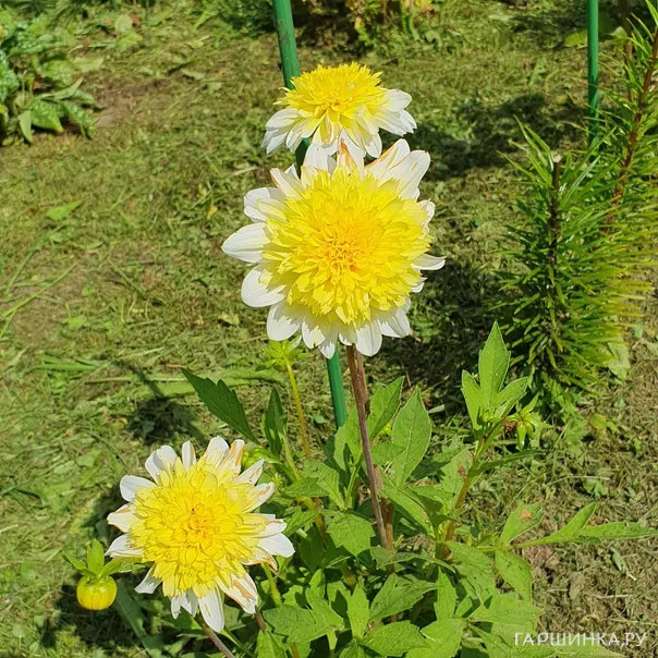 превью изображения отзыва