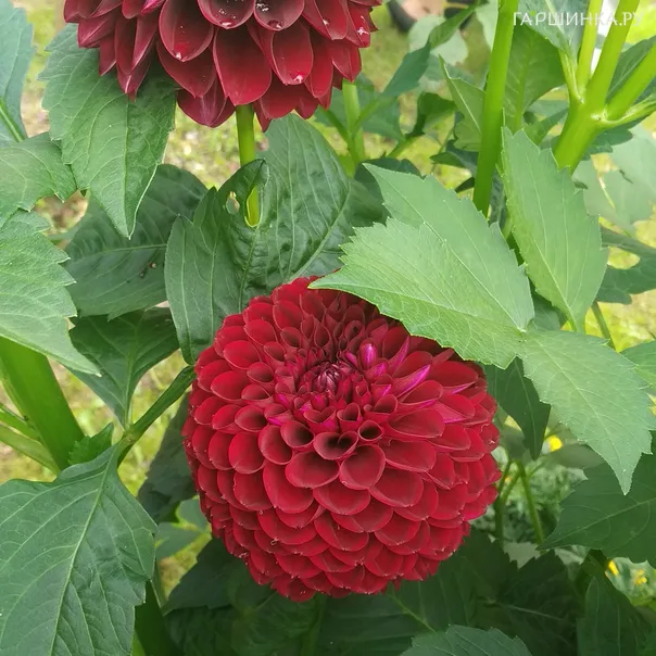 превью изображения отзыва