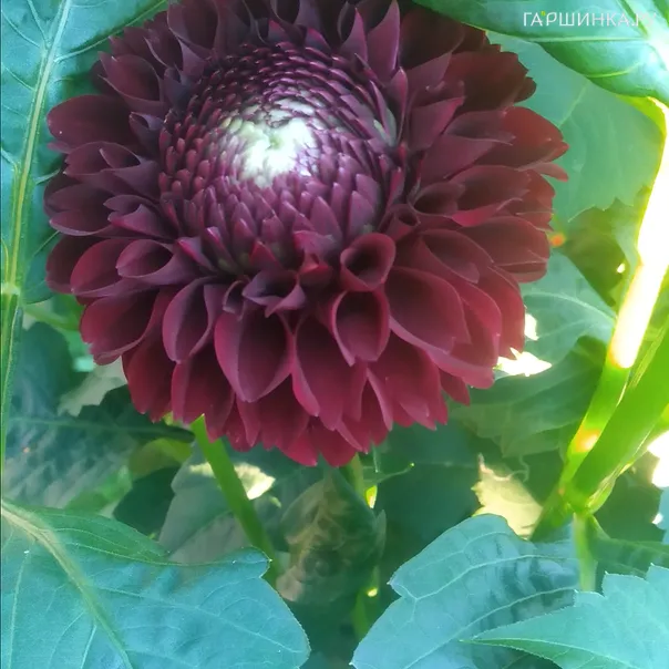 превью изображения отзыва