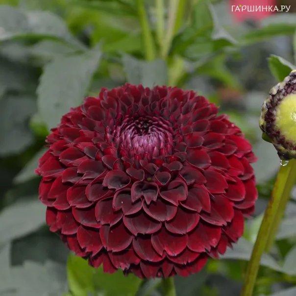 превью изображения отзыва