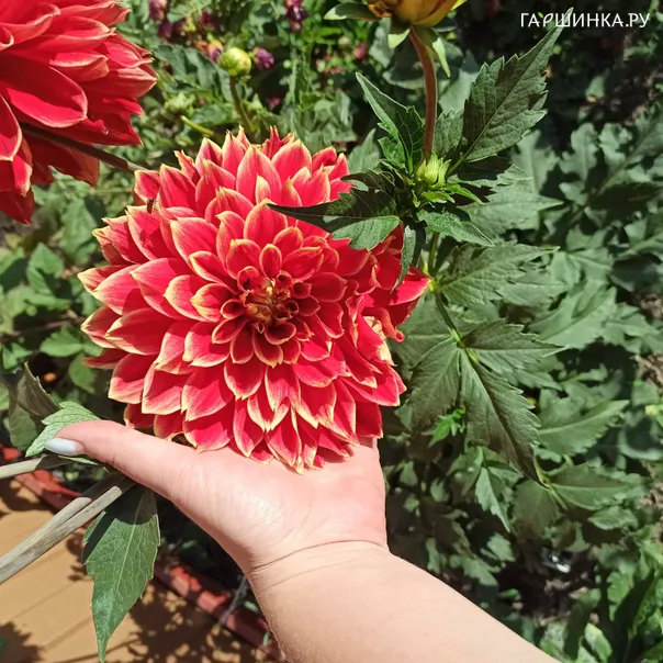 превью изображения отзыва
