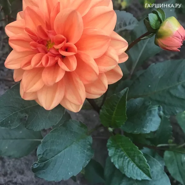 превью изображения отзыва