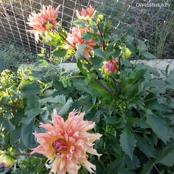 превью изображения отзыва