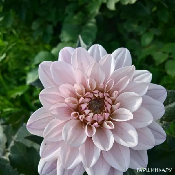 превью изображения отзыва