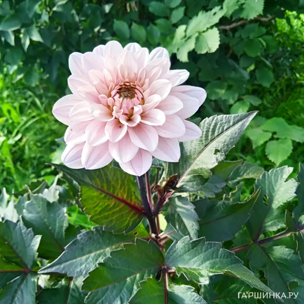 превью изображения отзыва