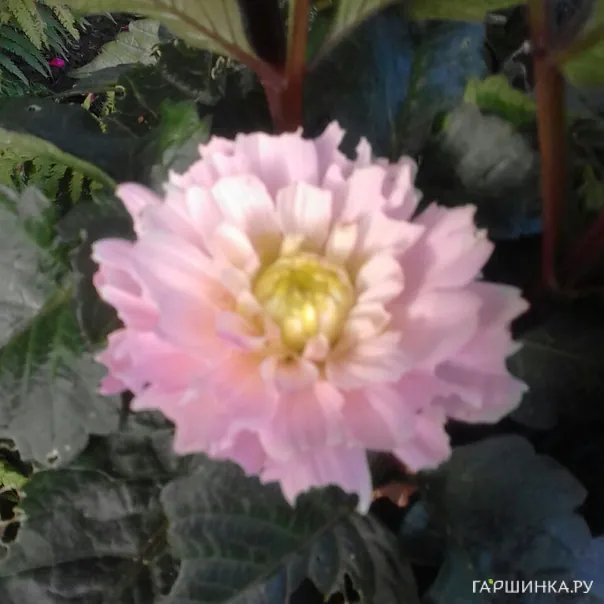 превью изображения отзыва