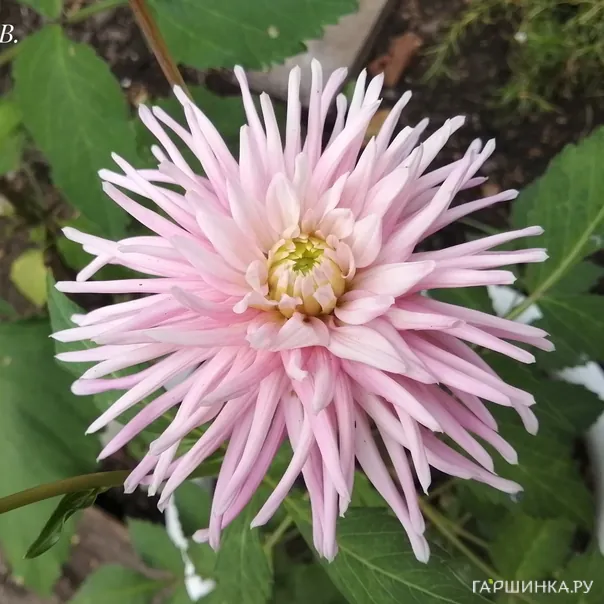 превью изображения отзыва