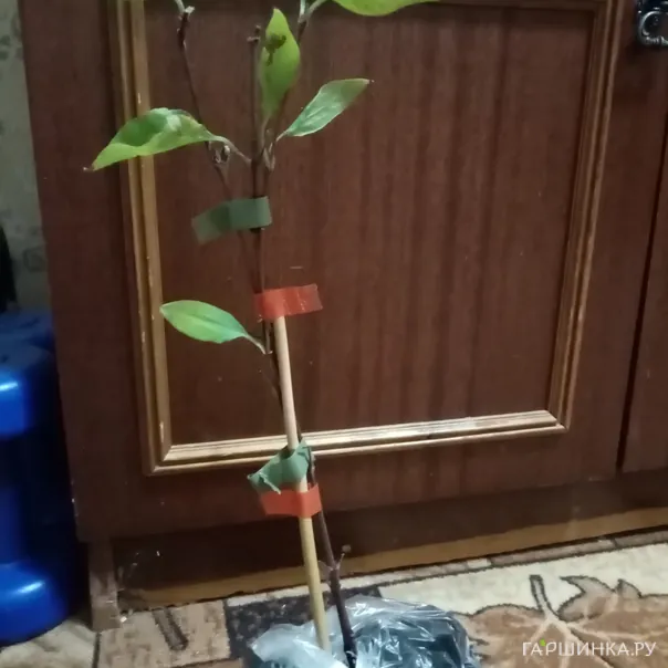 превью изображения отзыва