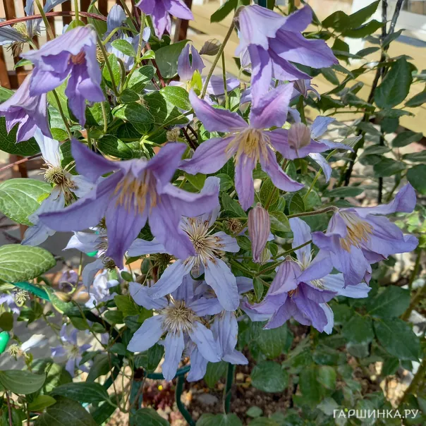 превью изображения отзыва