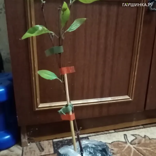 превью изображения отзыва
