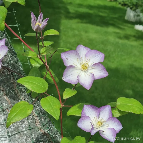 превью изображения отзыва