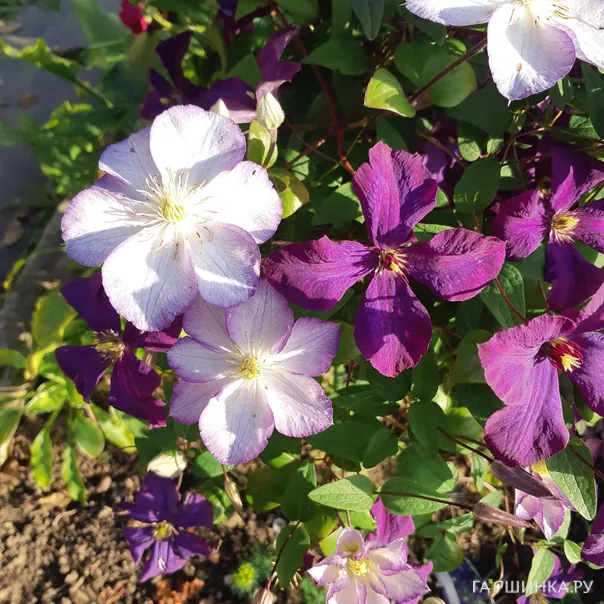 превью изображения отзыва