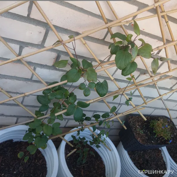 превью изображения отзыва