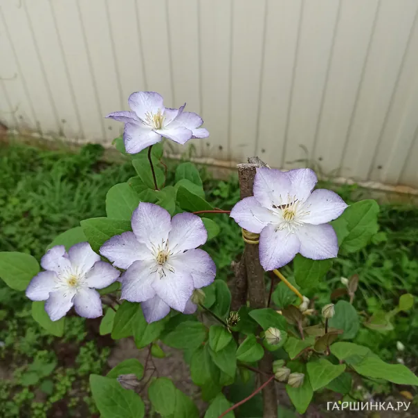 превью изображения отзыва