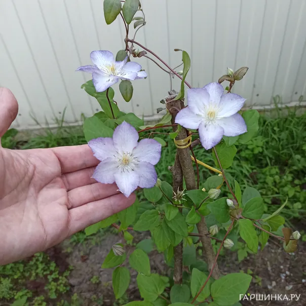 превью изображения отзыва