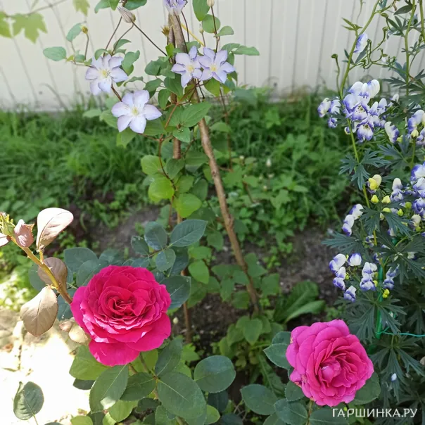 превью изображения отзыва