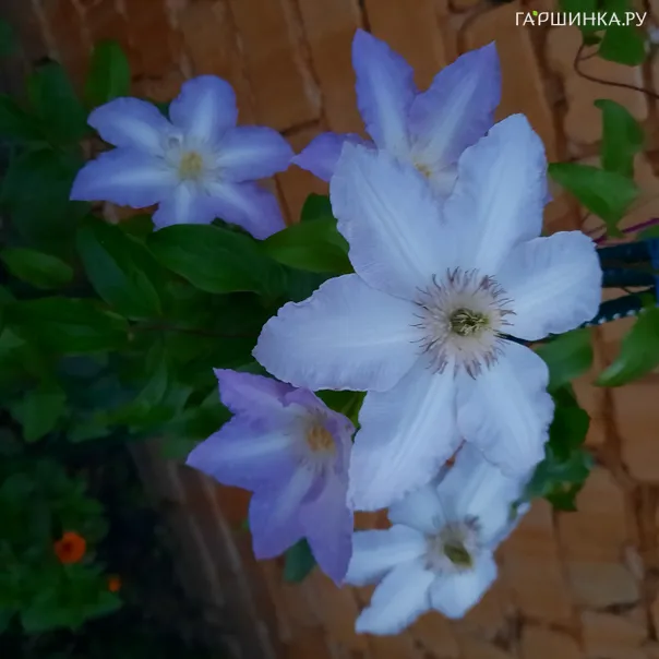 превью изображения отзыва