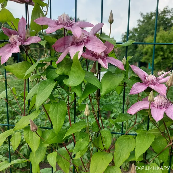 превью изображения отзыва